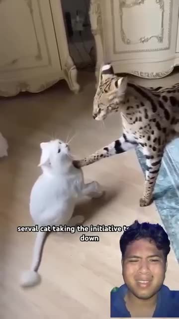 Look before you attack. I didn't do anything wrong...😠