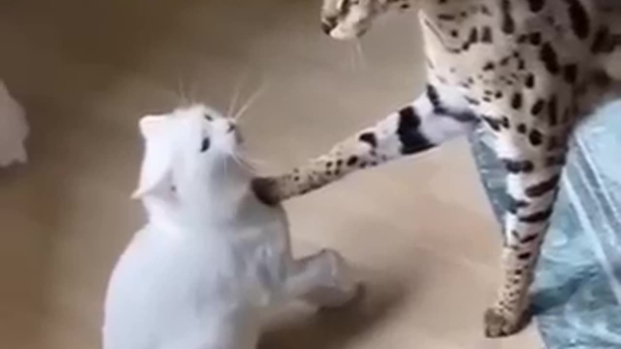 Look before you attack. I didn't do anything wrong...😠