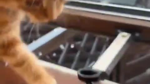 "For the Love of Cats: Adorable & Funny Cat Clips 🐱🎥"