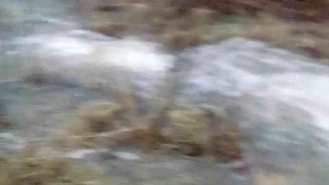 The Magic Pond