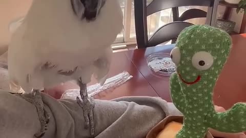 Adorable Cockatoo Meets Cactus