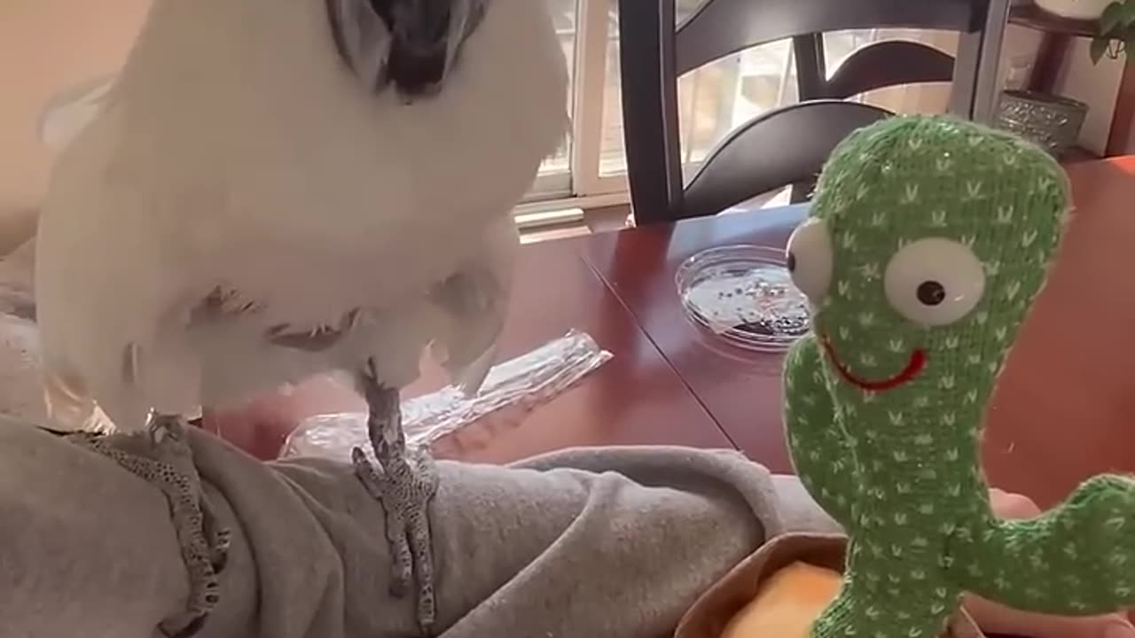 Adorable Cockatoo Meets Cactus