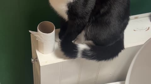 Cat Urinates In Toilet