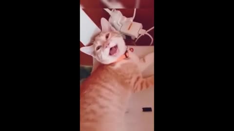 Funny animals - Funny cats / dogs - Funny animal videos