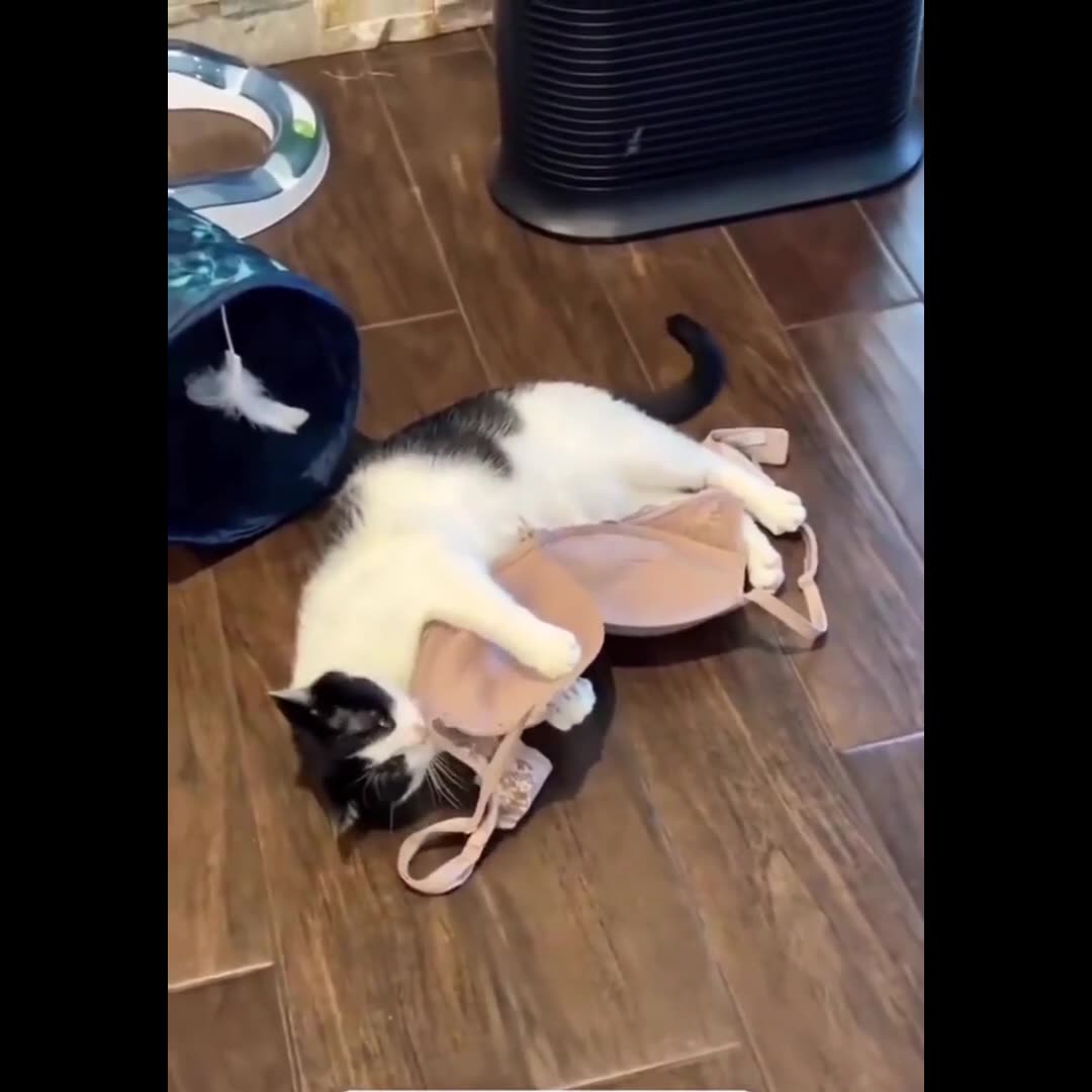 Cat Rumble Cat π