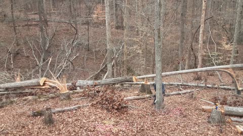 A Few More Huge Trees Down and Out – Thanks Chris!