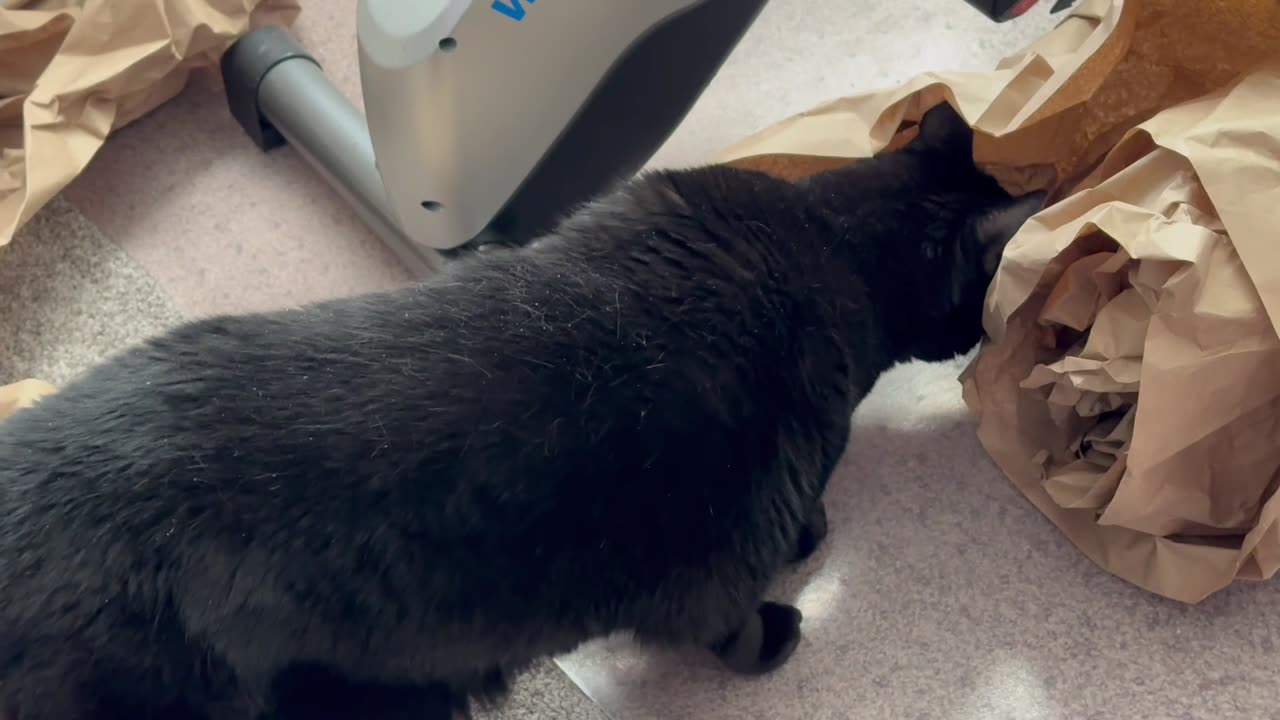 Cute Precious Piper Finds More Packing Material in the Office - Adopting a Cat from a Shelter Vlog