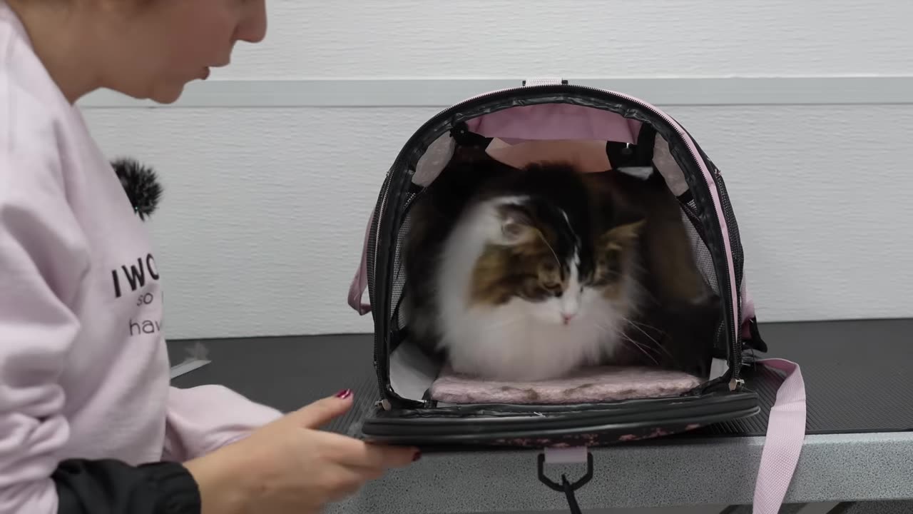 This Norwegian Forest Cat Can't Decide If He Loves Or Hates The Groomers 😂