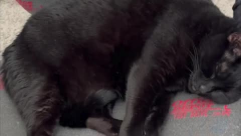 Cute Precious Piper is Trying to Dream in Peace - Adopting a Cat from a Shelter Vlog #shorts