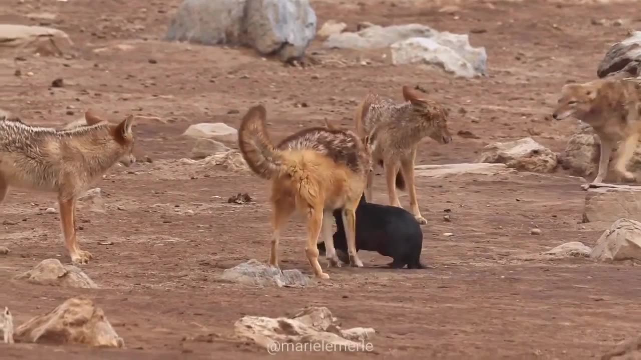 Jackals Kill Seal Pup: Harsh Reality of the Wild🦊💥😮👀