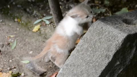 "Peekaboo! Cute Cat Hiding in the Great Outdoors"