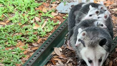 Opossum Mom Squeezes Under Building With Her Babies