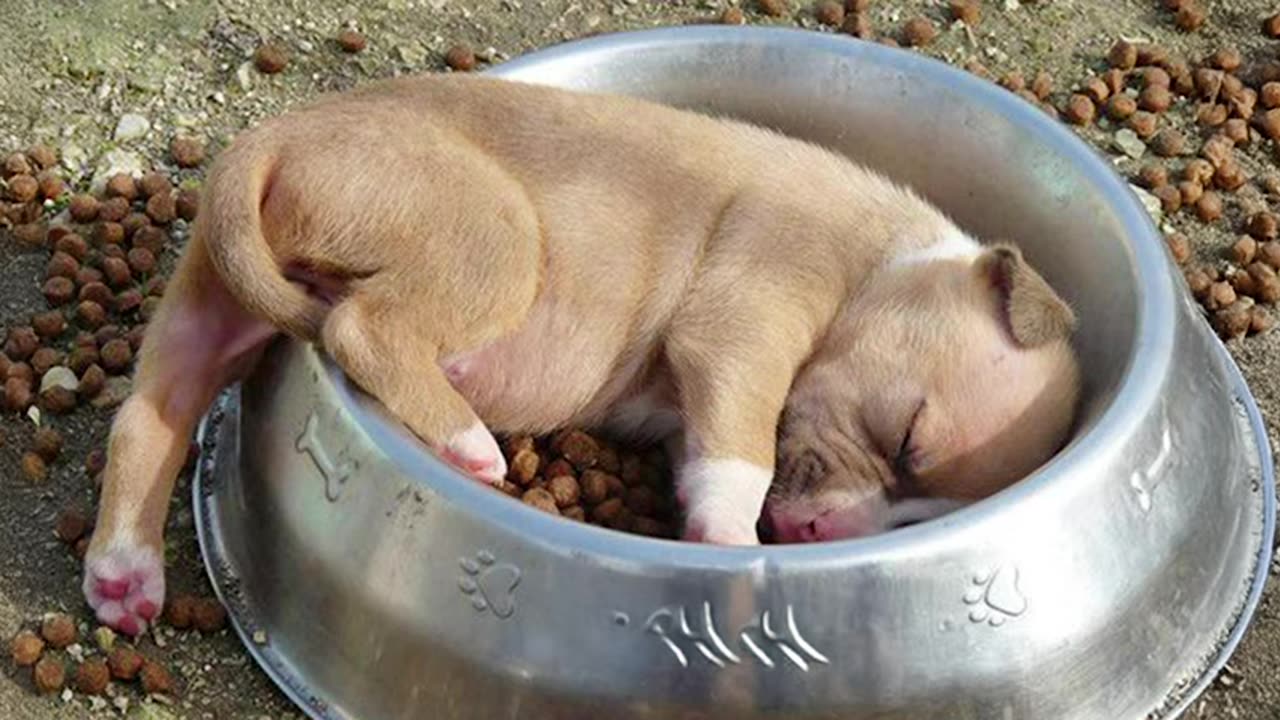 These Puppies are just here to Make You Laugh Funniest Animal Videos