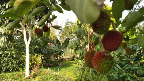 Pulasan