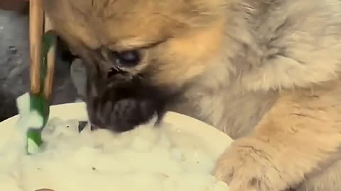 Puppy eating food 🐈🐕