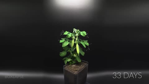 "Top 8 Plant Growing Time-Lapses of 384 Days in 8 Minutes!"