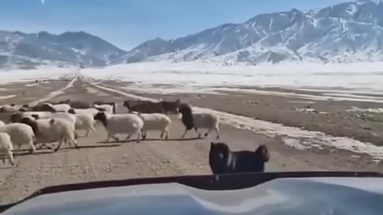 Dog guarding sheep