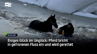 Eisiges Glück im Unglück: Pferd bricht in gefrorenen Fluss ein und wird gerettet