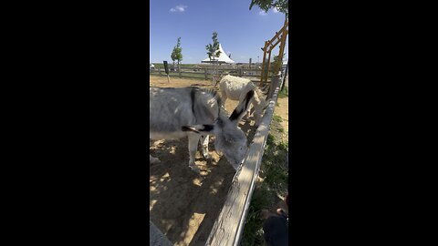 Feeding Donkey