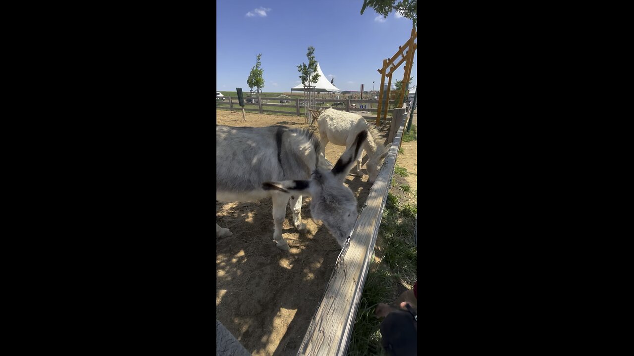 Feeding Donkey