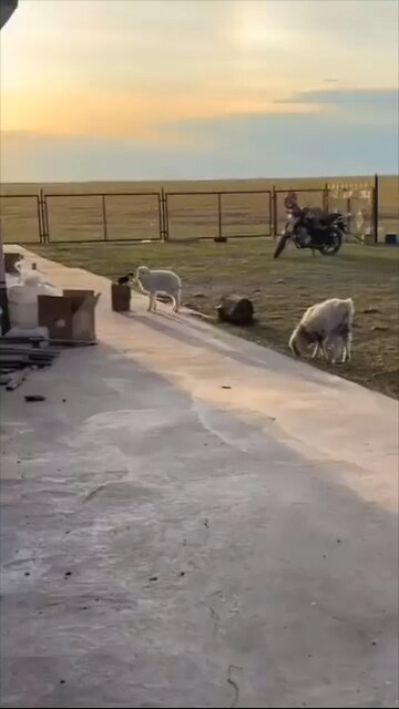 Cat and Their Friends