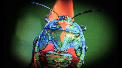 Check out #18: Forests n CO2 & Forensic Bug Scientist