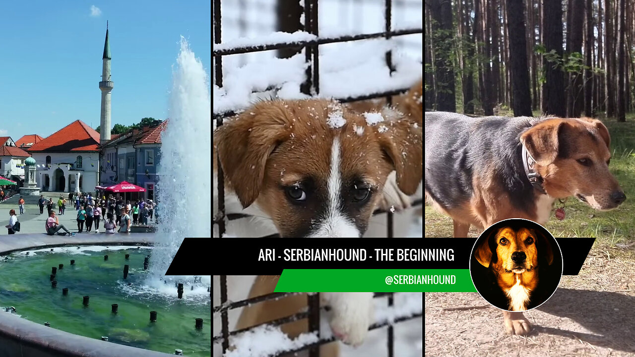Ari - Serbianhound, the beginning 1