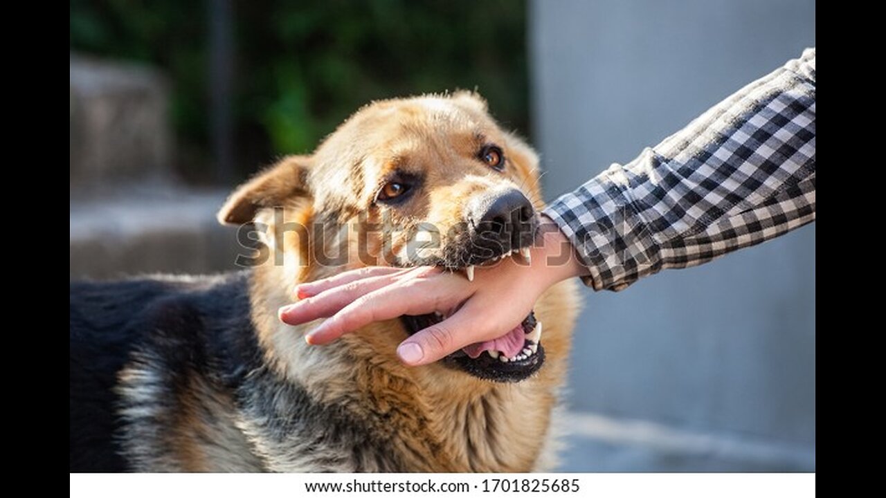 Save all the damn dogs , puppytips , dogtips how to stop puppy biting