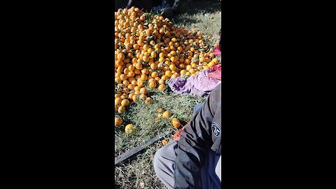 beautiful orange garden