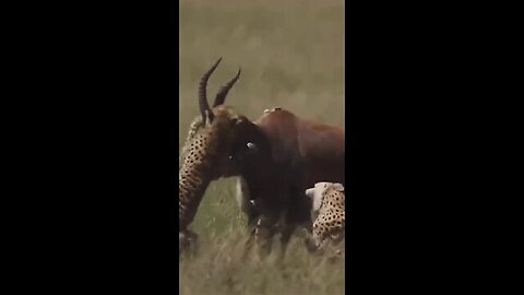 Cheetahs attacked kudu.