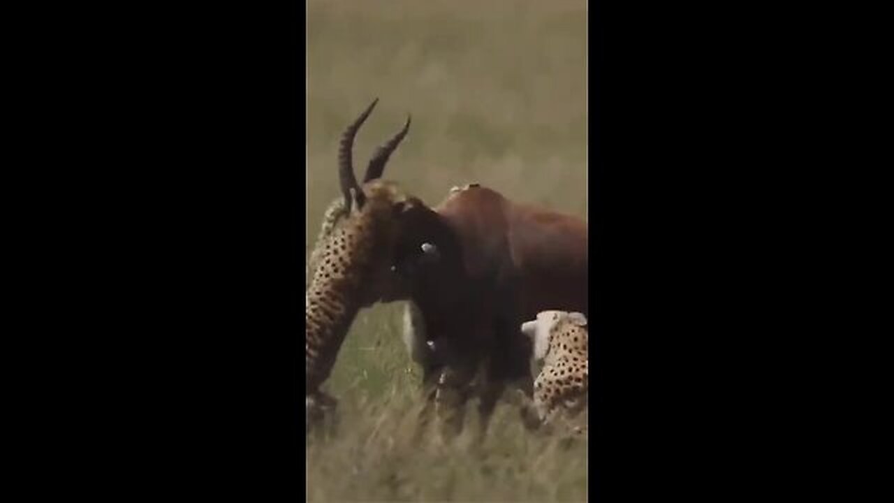 Cheetahs attacked kudu.