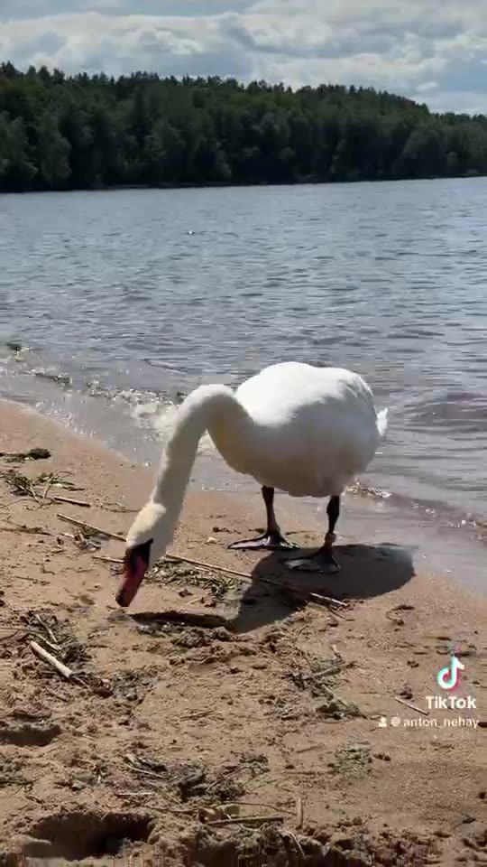 The swan at the Pan Bathhouse