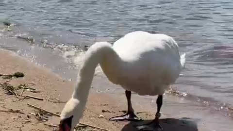 The swan at the Pan Bathhouse