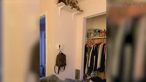 Please Follow me , Best Funny Animal Videos😺 - Funniest Dogs And Cats Videos 😇