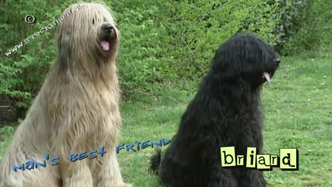 briard, berger de Brie