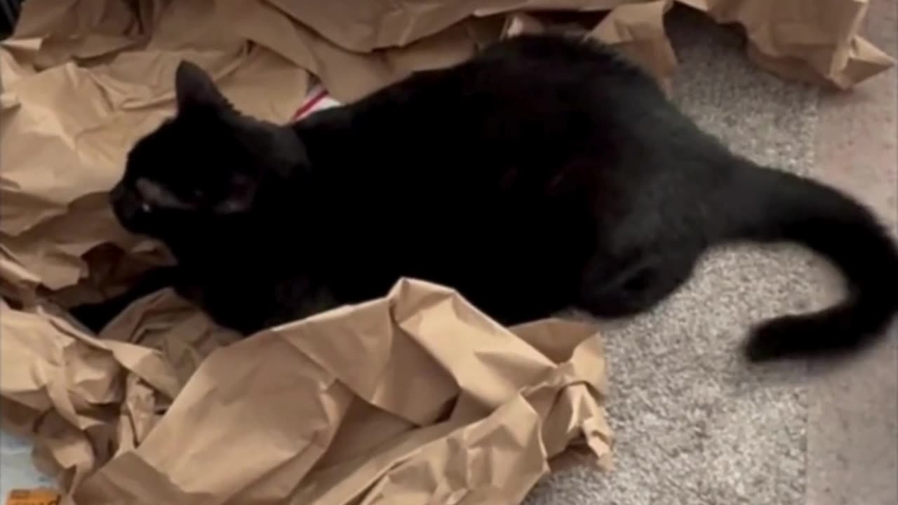 Cute Precious Piper Has a Little Fun in the Office - Adopting a Cat from a Shelter Vlog #shorts
