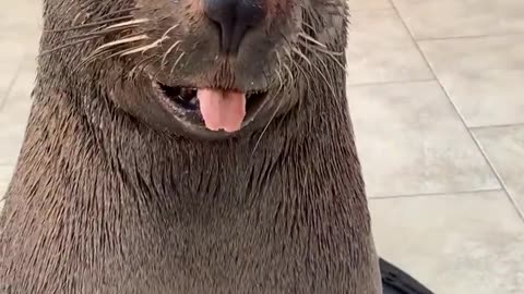 Cute Sea Lion Comes When Called