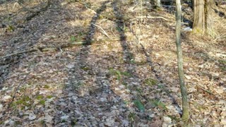SZ:6 EP:1 Let's Take A Walk & Talk Trees