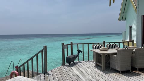 SAii Lagoon (Hilton) Ocean Maldives 🇲🇻