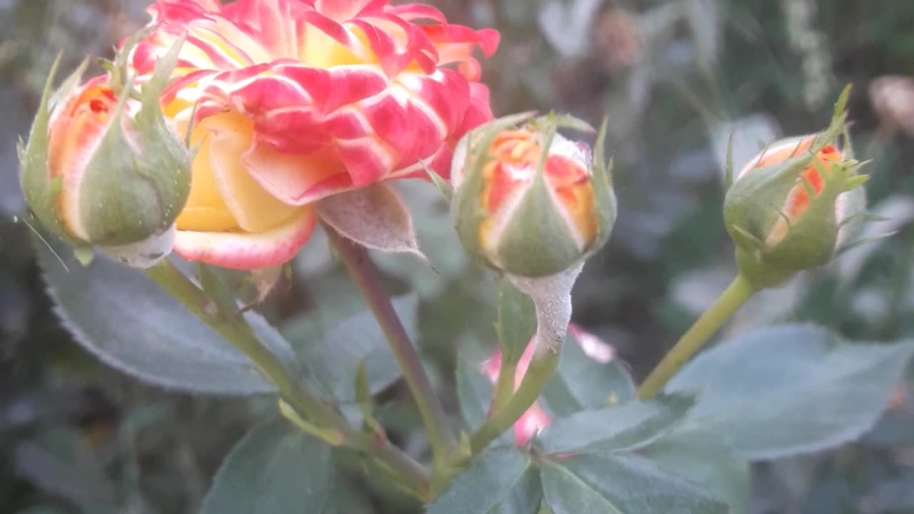 New family of roses