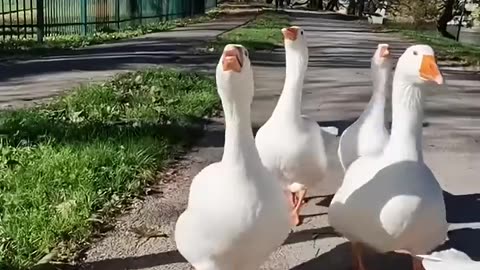 The_Funny_Animals_🤣😂_#funnyanimals_#funny_#pets_#shorts(720p)