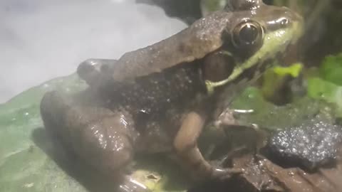 Froggo