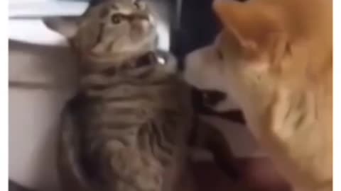 CATNERGY🤣😹😹