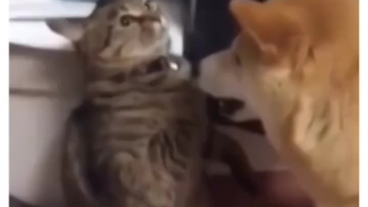 CATNERGY🤣😹😹