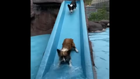 Dog fun with water very fanny moments video