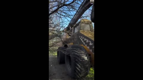 How orchard trees are trimmed - Princess Diana had one of these.