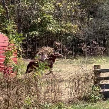 Emma and Spirit 20 October 2024