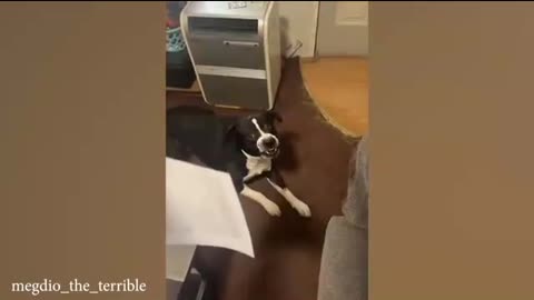 Funny dog pet #viral#trending