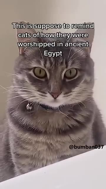 Why, why did I create this 👁👄👁