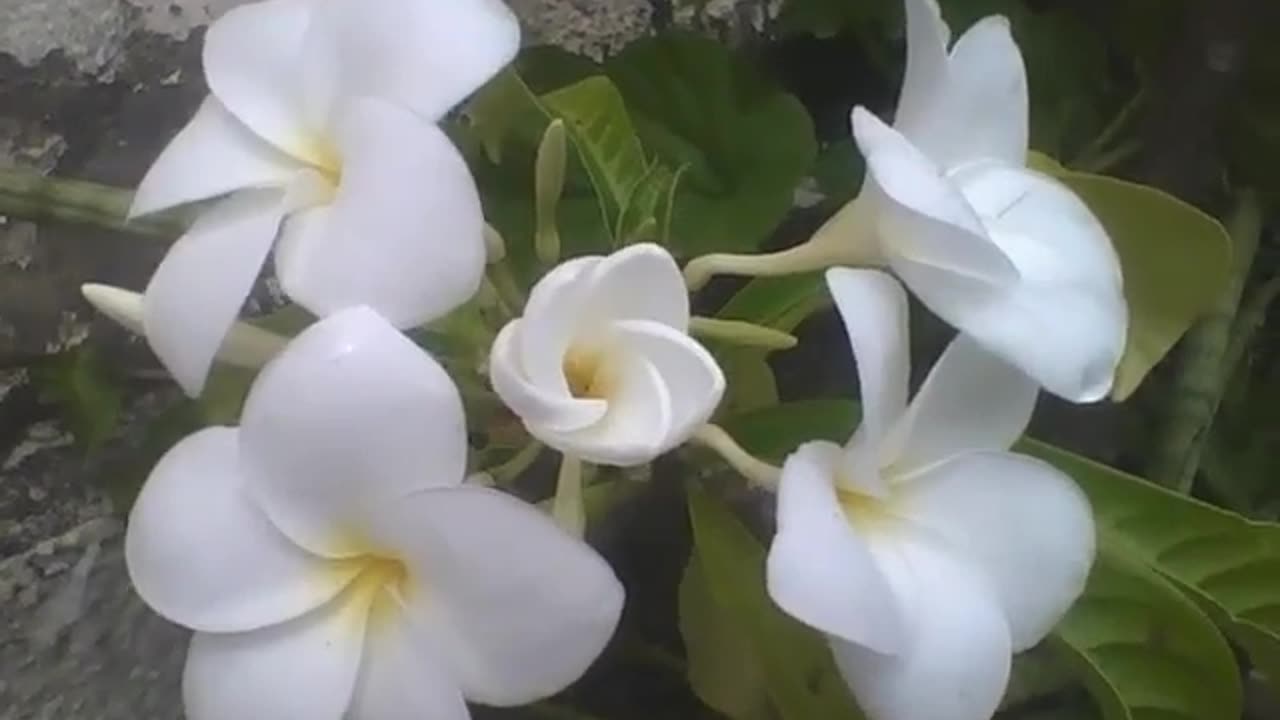 4 plumeria white flowers open, the middle one is about to bloom beautifully [Nature & Animals]